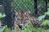 Harimau Sumatra liar berada di dalam kerangkeng di kawasan Conservation Respon Unit (CRU) Desa Naca, Trumon Tengah, Aceh Selatan, Aceh, Jumat (19/6/2020). Tim dokter BKSDA Aceh terus melakukan proses observasi untuk memastikan kesehatan harimau sumatra sebelum proses pelepasliaran kembali kehabitatnya. ANTARA FOTO/Syifa Yulinnas/pras.