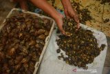 Warga mengeluarkan daging bekicot dari cangkangnya di Dusun Tunggulmoro, Desa Kutoporong, Kecamatan Bangsal, Kabupaten Mojokerto, Jawa Timur, Sabtu (20/6/2020). Pengusaha daging bekicot mengaku usahanya terkena imbas pandemi COVID-19. Jika sebelumnya ia bisa menjual hingga satu ton daging bekicot dengan harga Rp35 ribu per kilo setiap dua hari kini hanya sekitar 25 kilogram saja, lantaran banyak warung dan pedagang tutup selama pandemi. Antara Jatim/Syaiful Arif/zk