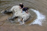 Pawang Memandikan Gajah Jinak