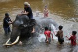 Pawang gajah (mahout) Balai Konservasi Sumber Daya Alam (BKSDA) Aceh bersama anak-anak memandikan gajah jinak di kawasan Conservation Response Unit (CRU) Desa Naca, Trumon Tengah, Aceh Selatan, Aceh, Jumat (19/6/2020). BKSDA Aceh memiliki 32 ekor gajah jinak yang ditempatkan di Pusat Latihan Gajah (PLG) dan CRU untuk menangani konflik satwa serta untuk melakukan penggiringan gajah liar yang memasuki permukiman penduduk. ANTARA FOTO/Syifa Yulinnas/wsj.