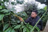 Petani kopi Kulon Progo menjual kopi secara daring