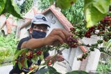 Pekerja memanen kopi yang ditanam di sela-sela makam di Tempat Pemakaman Nasrani, Sukun, Malang, Jawa Timur, Sabtu (20/6/2020). Budidaya kopi rubusta di tengah pemakaman sebagai upaya pemanfaatan lahan sempit di kawasan perkotaan tersebut menghasilkan produk berupa biji mentah dan diberi nama Kopi Tulang. Antara Jatim/Ari Bowo Sucipto/zk.