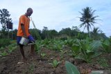 Mursidi menyiram tembakau jenis Kasturi di Desa Gumuksari, Kalisat, Jember, Jawa Timur, Minggu (21/6/2020). Petani tembakau tahun ini mengeluarkan biaya produksi lebih tinggi dibandingkan tahun lalu, seperti untuk 6.000 pohon tembakau berbiaya produksi Rp 4,5 juta, naik sekitar 40 persen dibandingkan musim tanam tahun lalu yang hanya Rp3 juta, dikarenakan kenaikan harga pupuk. Antara Jatim/Seno/zk.