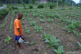 Mursidi menyiram tembakau jenis Kasturi di Desa Gumuksari, Kalisat, Jember, Jawa Timur, Minggu (21/6/2020). Petani tembakau tahun ini mengeluarkan biaya produksi lebih tinggi dibandingkan tahun lalu, seperti untuk 6.000 pohon tembakau berbiaya produksi Rp4,5 juta, naik sekitar 40 persen dibandingkan musim tanam tahun lalu yang hanya Rp3 juta, dikarenakan kenaikan harga pupuk. Antara Jatim/Seno/zk.