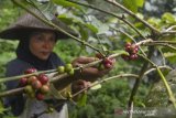 Petani memetik kopi robusta di Kawasan Kaki Gunung Galunggung, Kampung Ciakar, Kabupaten Tasikmalaya, Jawa Barat, Minggu (21/6/2020). Lembaga Masyarakat Desa Hutan (LMDH) Kelompok Galunggung Jaya menanam kopi robusta dan arabika di lahan milik Perhutani dengan hasil produksi 1,5 ton kopi dari luas lahan dua hektare dan kelompok tersebut juga mengembangkanargo wisata kopi. ANTARA JABAR/Adeng Bustomi/agr