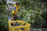 Seorang santri memanen terong untuk dijual ke supermarket di Pondok Pesantren Al Ittifaq, Ciwidey, Kabupaten Bandung, Jawa Barat, Senin (22/6/2020). Pondok pesantren yang memiliki 126 produk pertanian dan peternakan tersebut menjadi pesantren percontohan di bidang peternakan dan pertanian untuk program 