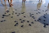 Sejumlah Tukik Penyu Lekang (Lepidochelys olivacea) berjalan menuju perairan usai dilepas di Pantai Kuta, Badung, Bali, Selasa (23/6/2020). Pelepasan ratusan tukik yang biasanya diikuti oleh wisatawan untuk edukasi dan atraksi wisata tersebut saat ini hanya dilakukan oleh petugas Bali Sea Turtle Society karena Pantai Kuta masih ditutup dari kunjungan wisatawan untuk mencegah penyebaran pandemi COVID-19. ANTARA FOTO/Fikri Yusuf/nym.