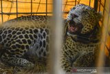 Seekor Macan Tutul (Panthera pardus) yang telah dipasangi radio collar berhasil ditangkap warga di Desa Cikupa, Kecamatan Lumbung, Kabupaten Ciamis, Jawa Barat, Kamis (25/6/2020). Macan tutul yang sudah dilepasliarkan di kawasan suaka marga satwa Gunung Sawal pada tahun 2018 oleh BKSDA Wilayah III Ciamis kembali ditangkap warga menggunakan perangkap di kawasan pemukiman karena memangsa ternak milik warga dan sejak tahun 2012 hingga saat ini warga sekitar sudah menangkap lima ekor macan tutul. ANTARA JABAR/Adeng Bustomi/agr