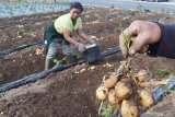 Petani memanen kentang di Sarangan, Kabupaten Magetan, Jawa Timur, Sabtu (27/6/2020). Menurut petani harga kentang di tingkat petani di wilayah tersebut antara Rp5 ribu-Rp10 ribu per kilo gram tergantung ukuran. Antara Jatim/Siswowidodo/zk.