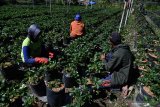 Petani merawat tanaman stroberi tempat wisata petik buah stroberi di kawasan Gunung Bromo, Probolinggo, Jawa Timur, Sabtu (27/6/2020).  Petani di kawasan tersebut berharap mendapatkan pemahaman terkait normal baru seiring rencana pembukaan kembali wisata Gunung Bromo di tengah pendemi COVID-19. Antara Jatim/Zabur Karuru