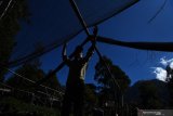 Petani merawat tanaman stroberi tempat wisata petik buah stroberi di kawasan Gunung Bromo, Probolinggo, Jawa Timur, Sabtu (27/6/2020).  Petani di kawasan tersebut berharap mendapatkan pemahaman terkait normal baru seiring rencana pembukaan kembali wisata Gunung Bromo di tengah pendemi COVID-19. Antara Jatim/Zabur Karuru