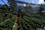 Petani merawat tanaman stroberi tempat wisata petik buah stroberi di kawasan Gunung Bromo, Probolinggo, Jawa Timur, Sabtu (27/6/2020).  Petani di kawasan tersebut berharap mendapatkan pemahaman terkait normal baru seiring rencana pembukaan kembali wisata Gunung Bromo di tengah pendemi COVID-19. Antara Jatim/Zabur Karuru