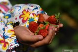 Pengunjung menunjukan buah stroberi yang dipetik di tempat wisata petik buah stroberi di kawasan Gunung Bromo, Probolinggo, Jawa Timur, Sabtu (27/6/2020).  Petani di kawasan tersebut berharap mendapatkan pemahaman terkait normal baru seiring rencana pembukaan kembali wisata Gunung Bromo di tengah pendemi COVID-19. Antara Jatim/Zabur Karuru