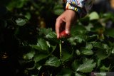 Pengunjung memetik buah stroberi di tempat wisata petik buah stroberi di kawasan Gunung Bromo, Probolinggo, Jawa Timur, Sabtu (27/6/2020).  Petani di kawasan tersebut berharap mendapatkan pemahaman terkait normal baru seiring rencana pembukaan kembali wisata Gunung Bromo di tengah pendemi COVID-19. Antara Jatim/Zabur Karuru