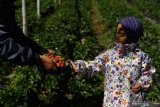 Pengunjung memetik buah stroberi di tempat wisata petik buah stroberi di kawasan Gunung Bromo, Probolinggo, Jawa Timur, Sabtu (27/6/2020).  Petani di kawasan tersebut berharap mendapatkan pemahaman terkait normal baru seiring rencana pembukaan kembali wisata Gunung Bromo di tengah pendemi COVID-19. Antara Jatim/Zabur Karuru