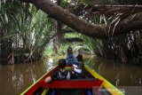 Wisatawan menikmati suasana alam saat wisata susur sungai di Hutan Mangrove Alami Kuin Kecil Banjarmasin, Kalimantan Selatan, Sabtu (27/6/2020). Pemprov Kalimantan Selatan terus berupaya meningkatkan kunjungan pariwisata, salah satunya wisata susur sungai di Banjarmasin yang menawarkan suasana alam serta aktivitas warga di bantaran sungai untuk menggaet para wisatawan baik dari dalam negeri maupun luar negeri. Foto Antaranews Kalsel/Bayu Pratama S.