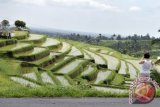 Mentan Yasin Limpo: Perkuat pertanian dengan pelestarian adat budaya