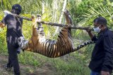 Petugas menggotong bangkai harimau Sumatera (Panthera tigris sumatrae) yang ditemukan mati di kawasan perkebunan masyarakat di Kecamatan Trumon, Kabupaten Aceh Selatan, Aceh, Senin (29/6/2020). Harimau Sumatera tersebut diduga mati akibat diracun. ANTARA FOTO/Hafizdhah/Lmo/pras.