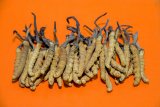 Cara yang terbaik konsumsi Jamur Cordyceps