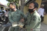 Petugas Balai Besar Konservasi Sumber Daya Alam (BBKSDA) Jawa Barat mengangkut buaya muara (Crocodylus Porosus) liar untuk dievakuasi di Losarang, Indramayu, Jawa Barat, Rabu (1/7/2020). Buaya muara sepanjang 2 meter yang ditangkap warga saat berkeliaran di pemukiman tersebut selanjutnya akan dibawa ke pusat penangkaran untuk diperiksa kondisi fisik dan kesehatannya. ANTARA JABAR/Dedhez Anggara/agr