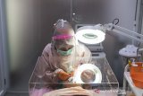 Perawat menggunakan kotak akrilik dan alat pelindung diri saat perawatan kulit wajah pasien di Calysta Skincare Clinic, Bandung, Jawa Barat, Rabu (1/7/2020). Klinik tersebut menerapkan protokol kesehatan untuk mencegah penularan COVID-19 melalui droplet maupun aerosol yang dihasilkan dari tindakan medis. ANTARA JABAR/M Agung Rajasa/agr
