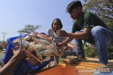 Pekerja mengangkut rajungan hasil tangkapan nelayan di Karangsong, Indramayu, Jawa Barat, Rabu (1/7/2020). Badan Pusat Statistik (BPS) mencatat ekspor rajungan saat pandemi COVID-19 pada triwulan pertama 2020 mencapai 105,32 juta dolar AS. ANTARA JABAR/Dedhez Anggara/agr