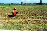 Petani menyiram tanaman tembakau di Desa Sumedangan, Pamekasan, Jawa Timur, Rabu (1/7/2020). Ditengah Pandemi COVID-19, petani tembakau di Madura berharap perhatian pemerintah, untuk keberlangsungan tataniaga tembakau yang telah memberikan kontribusi besar terhadap pendapatan Negara. Antara Jatim/Saiful Bahri/zk