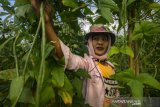 Permintaan sayur mayur meningkat