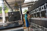 Warga melakukan pengecekan pakan dan minum indukan burung perkutut di peternakan Desa Pagerwojo, Kecamatan Perak, Kabupaten Jombang, Jawa Timur, Kamis (2/7/2020). Burung perkutut tersebut biasanya dijual rata-rata mulai Rp700 ribu-Rp1 juta sepasang untuk jenis perkutut Majapahit dan lokal warna usai 1,5 bulan. Antara Jatim/Syaiful Arif/zk
