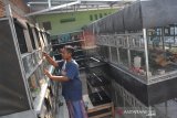 Warga melakukan pengecekan pakan dan minum indukan burung perkutut di peternakan Desa Pagerwojo, Kecamatan Perak, Kabupaten Jombang, Jawa Timur, Kamis (2/7/2020). Burung perkutut tersebut biasanya dijual rata-rata mulai Rp700 ribu-Rp1 juta sepasang untuk jenis perkutut Majapahit dan lokal warna usai 1,5 bulan. Antara Jatim/Syaiful Arif/zk