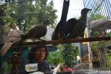 Calon pembeli mengamati anakan burung perkutut di peternakan Desa Pagerwojo, Kecamatan Perak, Kabupaten Jombang, Jawa Timur, Kamis (2/7/2020). Burung perkutut tersebut biasanya dijual rata-rata mulai Rp700 ribu-Rp1 juta sepasang untuk jenis perkutut Majapahit dan lokal warna usai 1,5 bulan. Antara Jatim/Syaiful Arif/zk