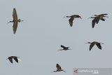 Sekawanan burung Ibis Rokoroko (Plegadis Falcinellus) terbang di atas kawasan ekowisata mangrove Karangsong, Indramayu, Jawa Barat, Jumat (3/7/2020). Pakar Pelestarian Alam dan Pembinaan Margasatwa Institut Pertanian Bogor (IPB) menyatakan pengembangan ekowisata berperan penting dalam upaya pelestarian dan konservasi burung air sekaligus memberikan edukasi terhadap masyarakat tentang pelestarian satwa. ANTARA JABAR/Dedhez Anggara/agr