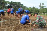 Yonif 725/Woroagi budidayakan tanaman Porang