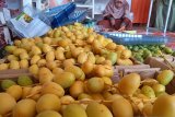 Banyak peminat, usaha kurma muda di Padang laris manis