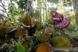 Petani membersihkan buah durian lokal hasil panen di Desa Ligan Sampoiniet, Kabupaten Aceh Jaya, Aceh, Sabtu (4/7/2020). Para petani tetap memanen buah durian ditengah pandemi COVID-19 yang dijual Rp11.000 hingga Rp14.000 perbuah kepada pedagang pengumpul. Antara Aceh/Irwansyah Putra.
