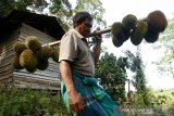 Petani menjinjing buah durian lokal hasil panen di Desa Ligan Sampoiniet, Kabupaten Aceh Jaya, Aceh, Sabtu (4/7/2020). Para petani tetap memanen buah durian ditengah pandemi COVID-19 yang dijual Rp11.000 hingga Rp14.000 perbuah kepada pedagang pengumpul. Antara Aceh/Irwansyah Putra.
