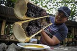 Peternak memanen madu dari lebah trigona (Apis Meliponini) di Maribaya, Lembang, Kabupaten Bandung Barat, Jawa Barat, Selasa (7/7/2020). Madu yang dihasilkan oleh lebah jenis Apis Cerana, Apis Dorsata, Apis Melifera, dan Trigona tersebut diminati oleh pasar lokal serta mancanegara yang meliputi negara Singapura, Malaysia, Arab Saudi, Brunei Darussalam, Jepang, dan Jerman. ANTARA JABAR/Raisan Al Farisi/agr