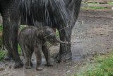 Pawang (mahout) memandikan induk gajah sumatera jinak yang bernama Ngatini dan anaknya Damar yang baru berusia empat hari di Taman Wisata Alam (TWA) Buluhcina, Kabupaten Kampar, Riau, Senin (6/7/2020). Anak gajah jinak berjenis kelamin jantan ini lahir pada Jumat (3/7/2020) yang lalu dari pasangan gajah jinak jantan Robin dan betina Ngatini dengan berat 50 kg. ANTARA FOTO/Rony Muharrman /hp.