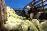 Petani memindahkan kubis hasil panen dari mobil pickup ke truk di Tengger, Gunung Bromo, Probolinggo, Jawa Timur, Selasa (7/7/2020). Hasil pertanian kubis petani Tengger yang dijual Rp1.500 per kilogram itu, mampu mensuplai kebutuhan pasar diberbagai daerah seperti Semarang, Surabaya dan Bali. Antara Jatim/Budi Candra Setya/zk