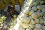 Pekerja  menata kubis hasil panen ke atas truk di Tengger, Gunung Bromo, Probolinggo, Jawa Timur, Selasa (7/7/2020). Hasil pertanian kubis petani Tengger yang dijual Rp1.500 per kilogram itu, mampu mensuplai kebutuhan pasar diberbagai daerah seperti Semarang, Surabaya dan Bali. Antara Jatim/Budi Candra Setya/zk