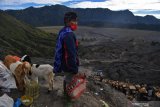 Masyarakat Suku Tengger  bersiap-siap melarung hasil bumi ke kawah Gunung Bromo dalam rangka perayaan Yadnya Kasada, Probolinggo, Jawa Timur, Selasa (7/7/2020).Perayaan Yadnya Kasada merupakan bentuk ungkapan syukur dan penghormatan kepada leluhur masyarakat Suku Tengger dengan cara melarung sesaji berupa hasil bumi dan ternak ke kawah Gunung Bromo. Antara Jatim/Zabur Karuru