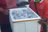 Ribuan ekor anemon laut dibawa keluar NTT oleh pengusaha secara ilegal