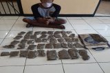 Dua pengedar ganja di Jayapura dan Keerom ditangkap, satu warga PNG