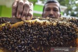 Anggota Kelompok Tani Hutan Bina Lestari memanen hasil budidaya Lebah Madu dari dalam sarang di Desa Banjaranyar, Kabupaten  Ciamis, Jawa Barat, Kamis (9/7/2020). Desa Banjaranyar dijuluki kampung penghasil madu sejak tahun 2007 dan mampu memproduksi 50 kilogram madu per bulan dari 1.400 koloni lebah yang tersebar di 90 rumah warga. ANTARA JABAR/Adeng Bustomi/agr