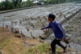 Warga menggiring bebek petelur di areal persawahan Desa Sumberjo, Kabupaten Jombang, Jawa Timur, Kamis (9/7/2020). Menurut peternak, dengan menggembalakan bebek di areal persawahaan dapat menghemat biaya pembelian pakan ternak. Antara Jatim/Syaiful Arif/zk