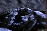 Tukik yang baru menetas berkumpul di penangkaran Banyuwangi Sea Turtle foundation di Pantai Boom, Banyuwangi, Jawa Timur, Rabu (8/7/2020). Dari 117 sarang telur penyu atau sekitar 12 ribu telur yang berhasil ditangkarkan, sebayak 3 sarang berhasil menetas secara semi alamiah. Antara Jatim/Budi Candra Setya/zk