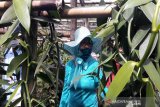 Balittro identifikasi vanili di Kabupaten Temanggung