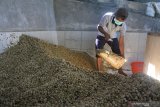 Petani memproses kopi arabika di Desa Curahtatal, Arjasa, Situbondo, Jawa Timur, Jumat (10/7/2020). Sejumlah petani mengeluhkan harga kopi arabika gelondong merah turun dari Rp13.000 menjadi Rp7.000 per kilogram akibat permintaan pabrik dan ekspor menurun sejak pandemi COVID-19. Antara Jatim/Seno/zk