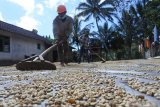 Petani menjemur kopi arabika di Desa Curahtatal, Arjasa, Situbondo, Jawa Timur, Jumat (10/7/2020). Sejumlah petani mengeluhkan harga kopi arabika gelondong merah turun dari Rp13.000 menjadi Rp7.000 per kilogram akibat permintaan pabrik dan ekspor menurun sejak pandemi COVID-19.  Antara Jatim/Seno/zk