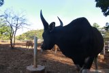 Banteng jawa (Bos javanicus) berada di penangkaran Taman Nasional Baluran, Situbondo, Jawa Timur, Kamis (9/7/2020).   Hasil pemantauan sebaran banteng di TN Baluran pada tahun 2019 terpantau 132 banteng dan terus ditingkatkan melalui penangkaran. Antara Jatim/Budi Candra Setya/zk